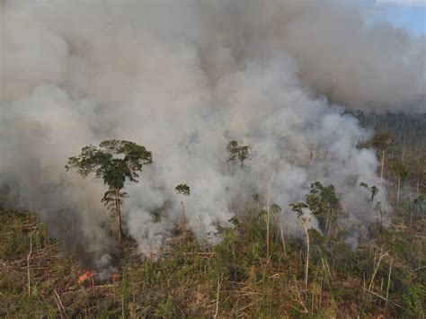 Brazil's election could determine the fate of the Amazon after surging ...