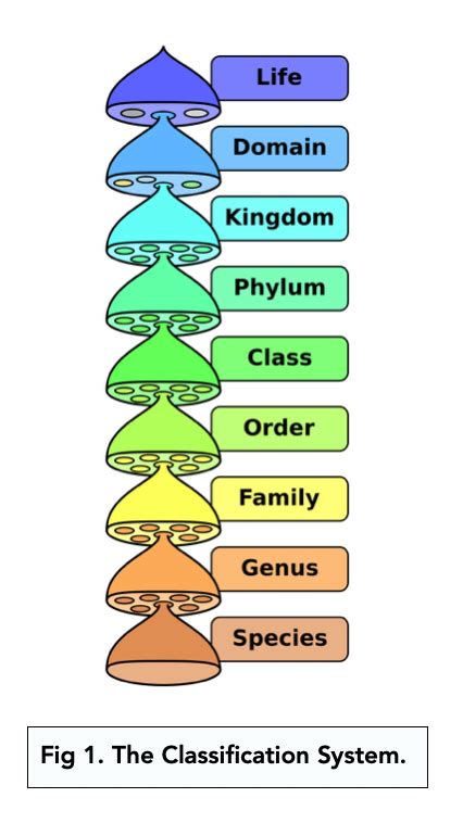 Species Classification Tree