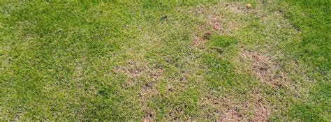 Dollar Spot Lawn Disease Golden Finch Lawns