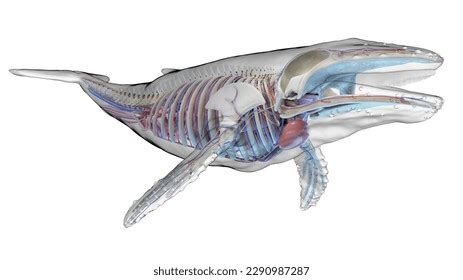 3d Rendered Illustration Humpback Whale Anatomy Stock Illustration ...