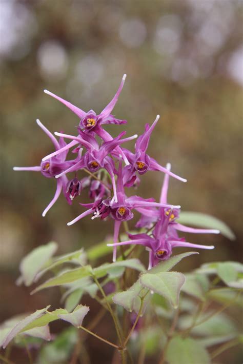 Epimedium Grandiflorum ‘purple Prince Pan Global Plants