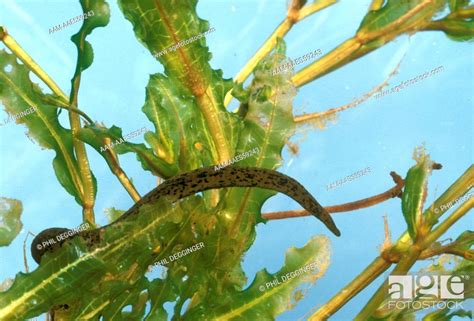 Pond Leech (Haemopsis lateralis), Stock Photo, Picture And Rights ...