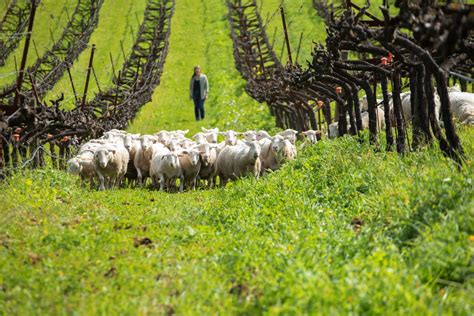 Benziger Family Winery | Sonoma Winery | Wine Tasting