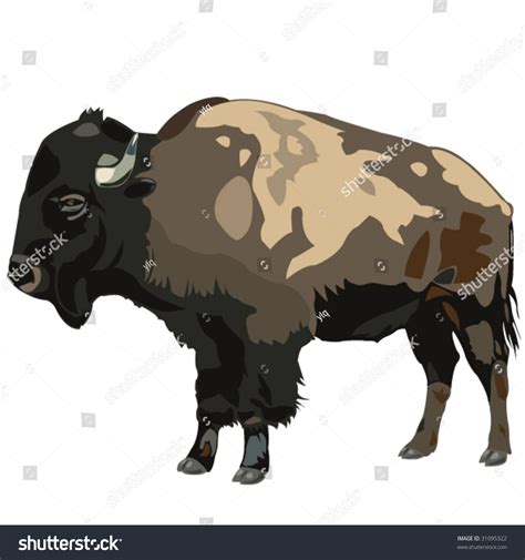 American Bison Stock Vector Illustration 31095322 Shutterstock