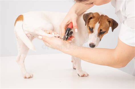 El Veterinario Corta Las Garras Perro Jack Russell Terriers Sobre Un