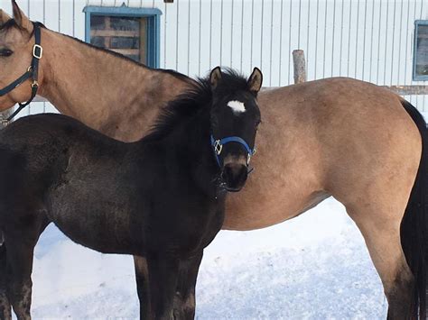 Beau Poulain Ans Cheval Vendre Qc Petites Annonces Questres