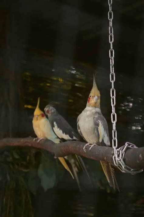 Can Cockatiels Talk? 2 Tips to Get Your Cockatiels Talking - Dr Cockatiel