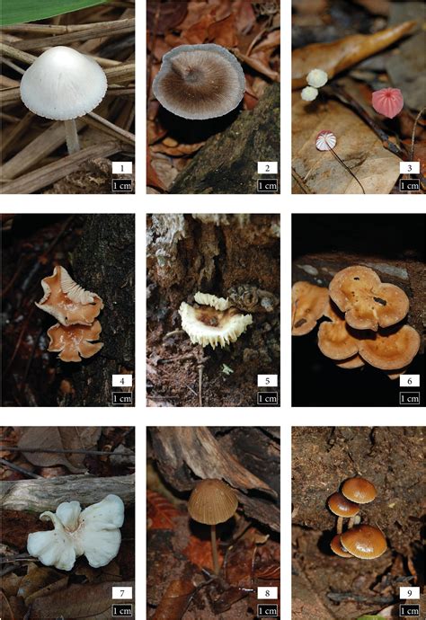 Scielo Brasil Agaricomycetes Basidiomycota Fungi Diversity In A