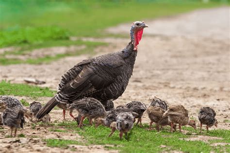 Hatching Poults With A Broody Turkey Hen Meyer Hatchery Blog