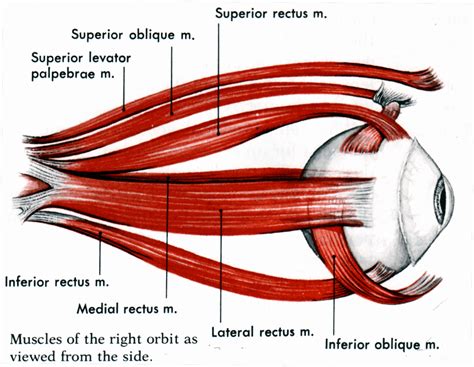 Eye Model Diagram With Muscles Eye Model Anatomy And Physiol