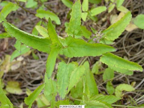 Stachys Floridana Leaves BU Bob Upcavage Flickr