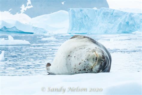 Pixuberant - Weddell Seals