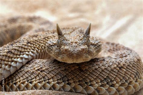 Cerastes Cerastes Snake Commonly Known As The Saharan Horned Viper Or