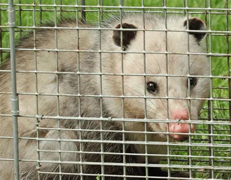 Opossum Removal Service Forsyth Wildlife