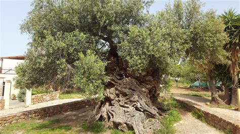 Top Oldest Tree In The World Updated