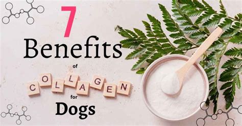 7 Benefits Of Collagen For Dogs Waggle