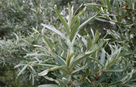 Листья облепихи: полезные свойства и противопоказания