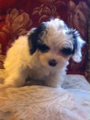 Yorkipoo (Poodle/ Yorkie mix) for Sale in Tacoma, Washington Classified ...