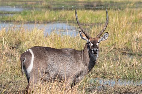 Waterbuck In The Okavango Delta Botswana Africa Stock Photo Download