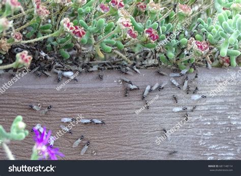 Flying Ants Detail Stock Photo 681148114 | Shutterstock