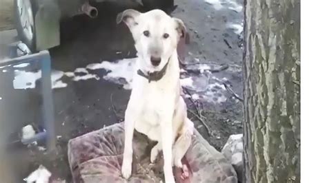 Un Chien Abandonn Par Son Ma Tre Refuse De Quitter L Endroit O Il L A