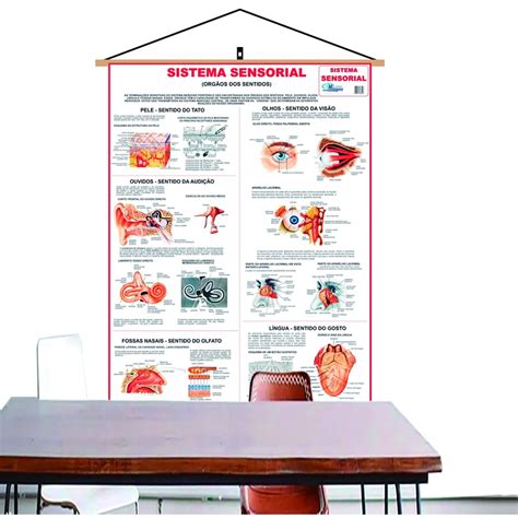 Mapa Sistema Sensorial Banner Laminado Gigante 120x90cm Atual