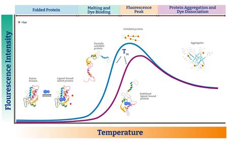 Thermal Shift Assays For Early Stage Drug Discovery AXXAM