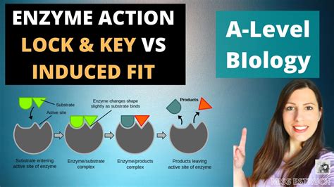 Enzyme Substrate Lock And Key Model