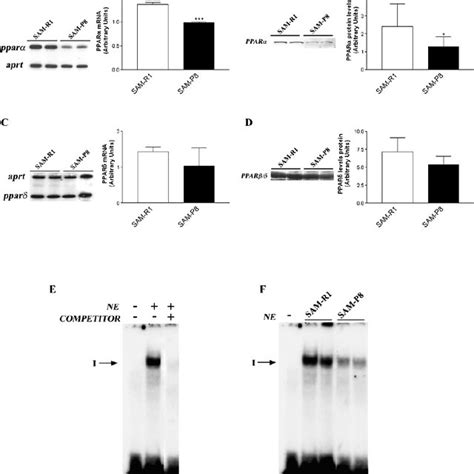 Peroxisome Proliferator Activated Receptor A Ppar A Target Genes Are