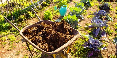 Comment Utiliser Le Fumier De Cheval Pour Le Potager