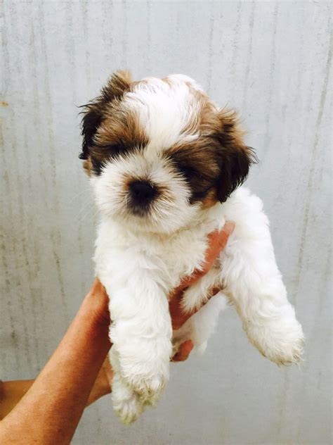 Filhotes De Shih Tzu R 799 00 Em Mercado Livre