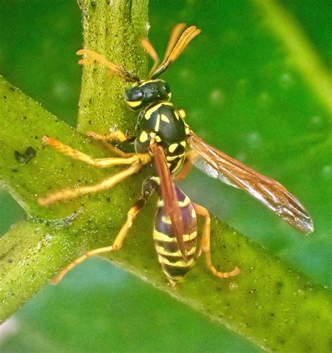 Portrait Of A Yellow Jacket ~ : WASPs