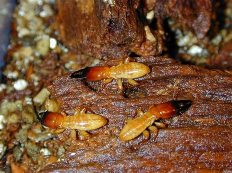 Scientists Decipher First Termite Genome Investigations Into