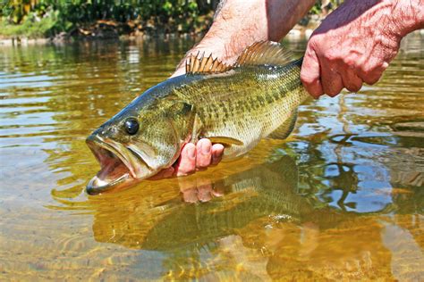 Spotted Bass Vs Largemouth Bass Do You Know The Differences