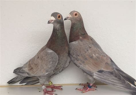 Rare Colored Homing Pigeons For Sale Artofit