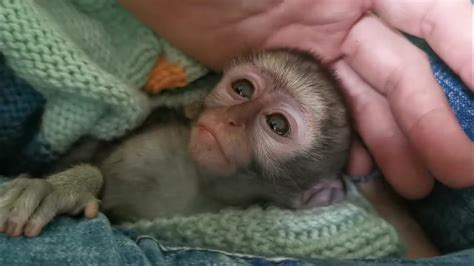 Heartbreak Of A Newly Orphaned Baby Monkey Youtube