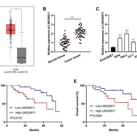 Linc Was Highly Expressed In Cc Tissues And Cells A Linc