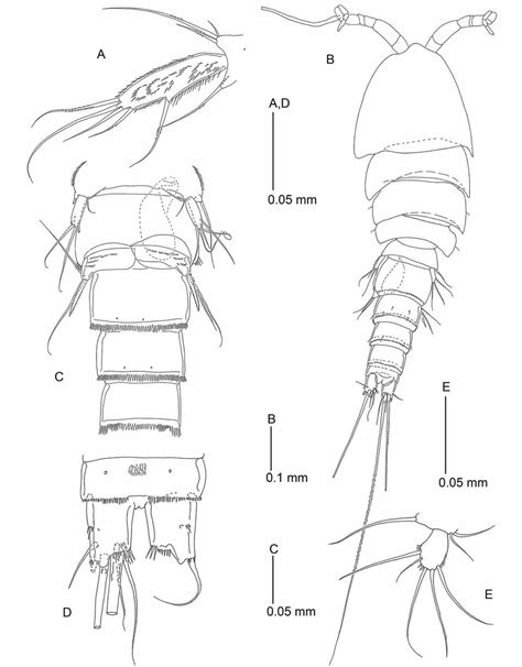 Tisbe Dahmsi Sp Nov A Leg 5 ♀ Holotype B Habitus Of ♂ Allotype Download Scientific