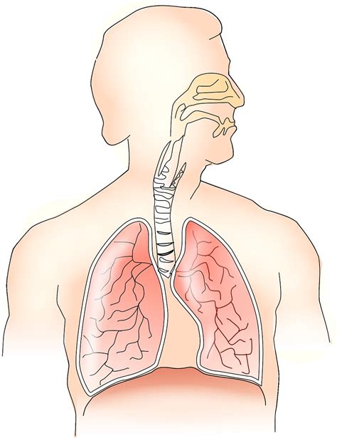 Cual es la función del sistema respiratorio en el cuerpo Por qué es