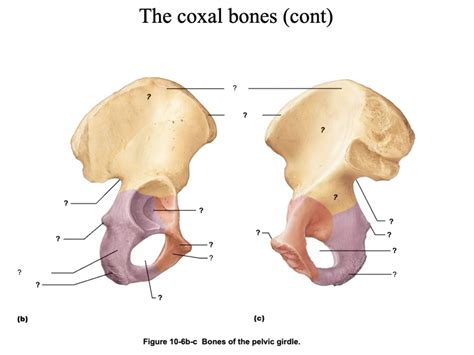 The Coxal Bone Diagram Quizlet