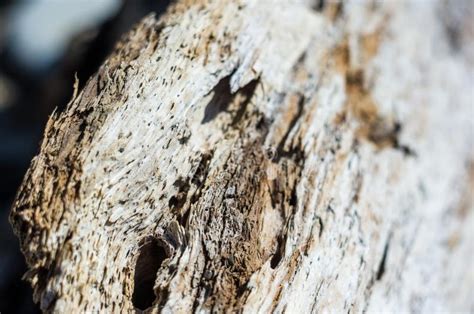 Madera De Deriva Lavada Para Arriba Por El Mar En Un Pebble Beach