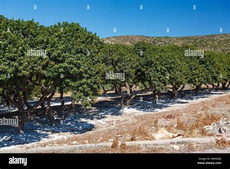 Mastic Trees Chios Island Greece Stock Photo Alamy