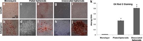 Adipogenic Differentiation Potential Of Mscs Following 3d Culture