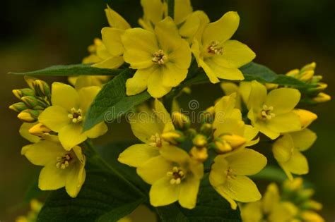 Bloeiwijze Van Kattestaart De Wilde Bloemen Van Gele Bloeiende De