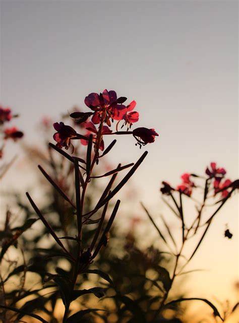 Fireweed Flores Planta Foto Gratis En Pixabay Pixabay