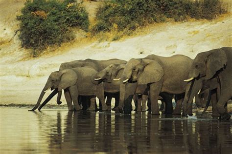 African elephants and their conservation efforts | Kidsfreesouls ...