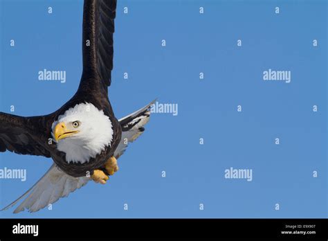 Bald Eagle Flying Bald Eagle Flying Hi Res Stock Photography And Images