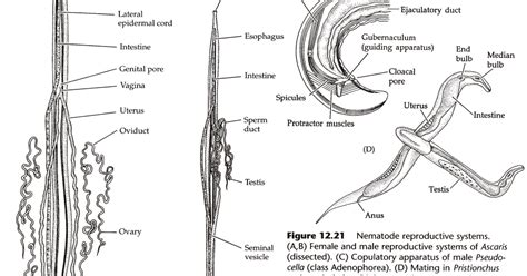 Ciencias De Joseleg 5a ReproducciÓn Y Ciclo De Vida De Los Nematodos De Vida Libre