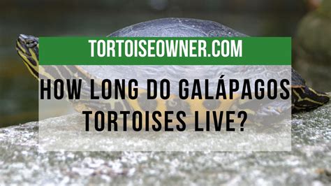 How Long Do Galápagos Tortoises Live? | Tortoise Owner