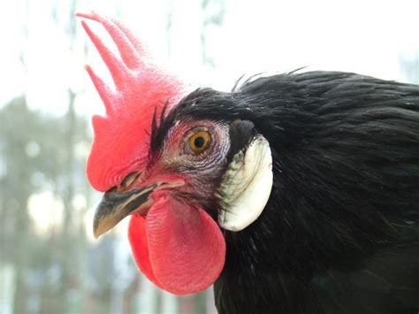 White Faced Black Spanish Backyard Chickens Learn How To Raise Chickens